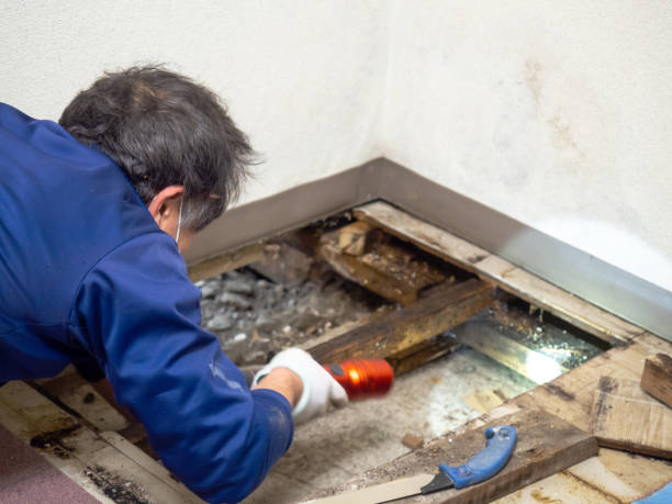Best Commercial Mold Removal  in Leadville North, CO