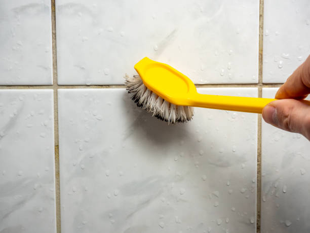 Mold Testing and Removal in Leadville North, CO