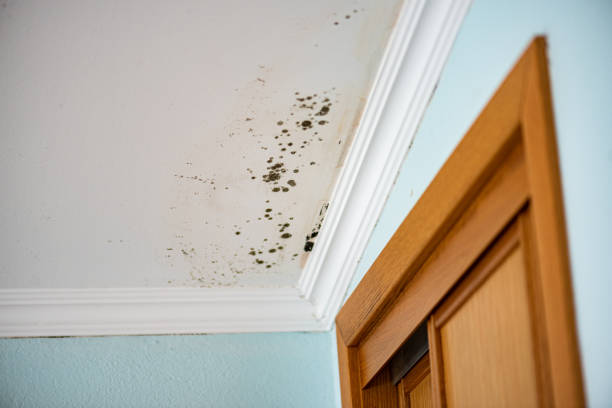 Best Affordable Mold Removal  in Leadville North, CO