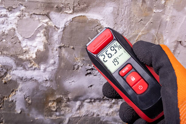 Best Toxic Mold Removal  in Leadville North, CO