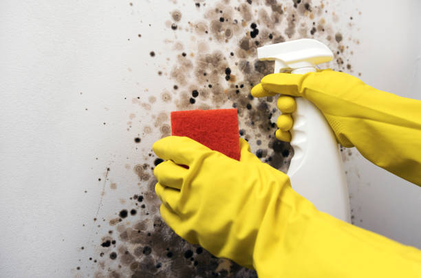 Best Emergency Mold Removal  in Leadville North, CO