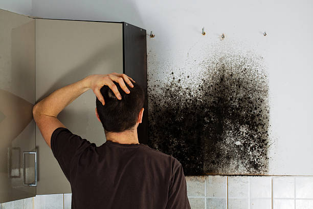 Best Certified Mold Removal  in Leadville North, CO