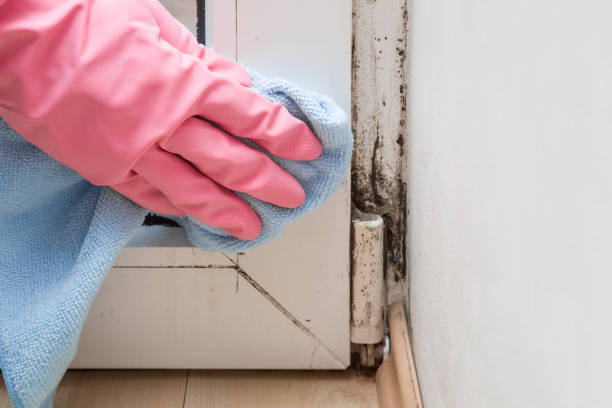 Best Mold Damage Repair  in Leadville North, CO